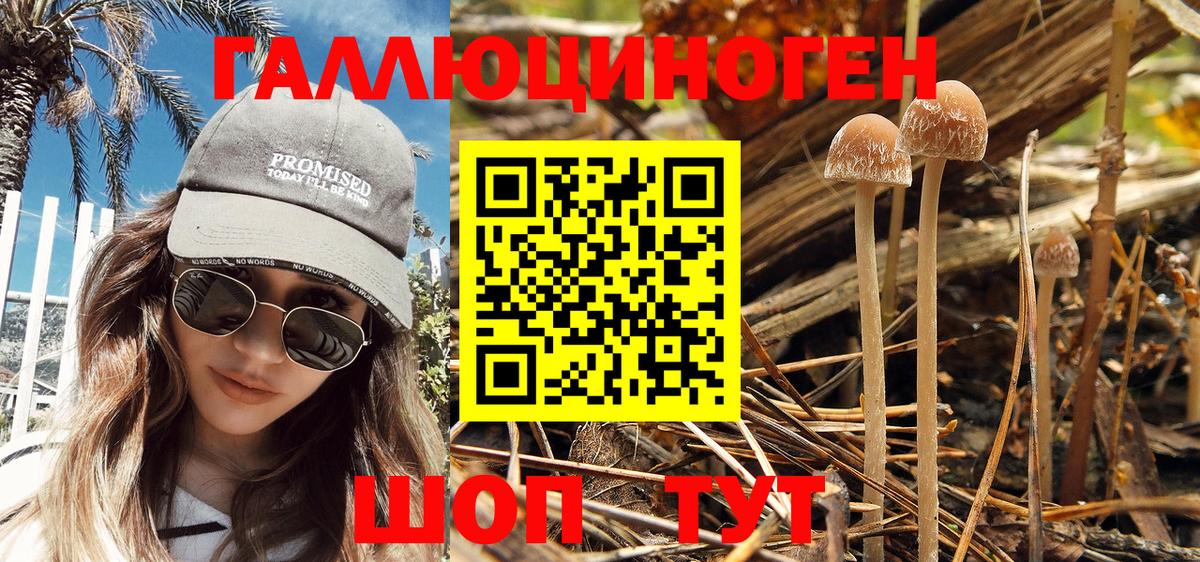 Галлюциногенные грибы Psilocybine cubensis Минеральные Воды